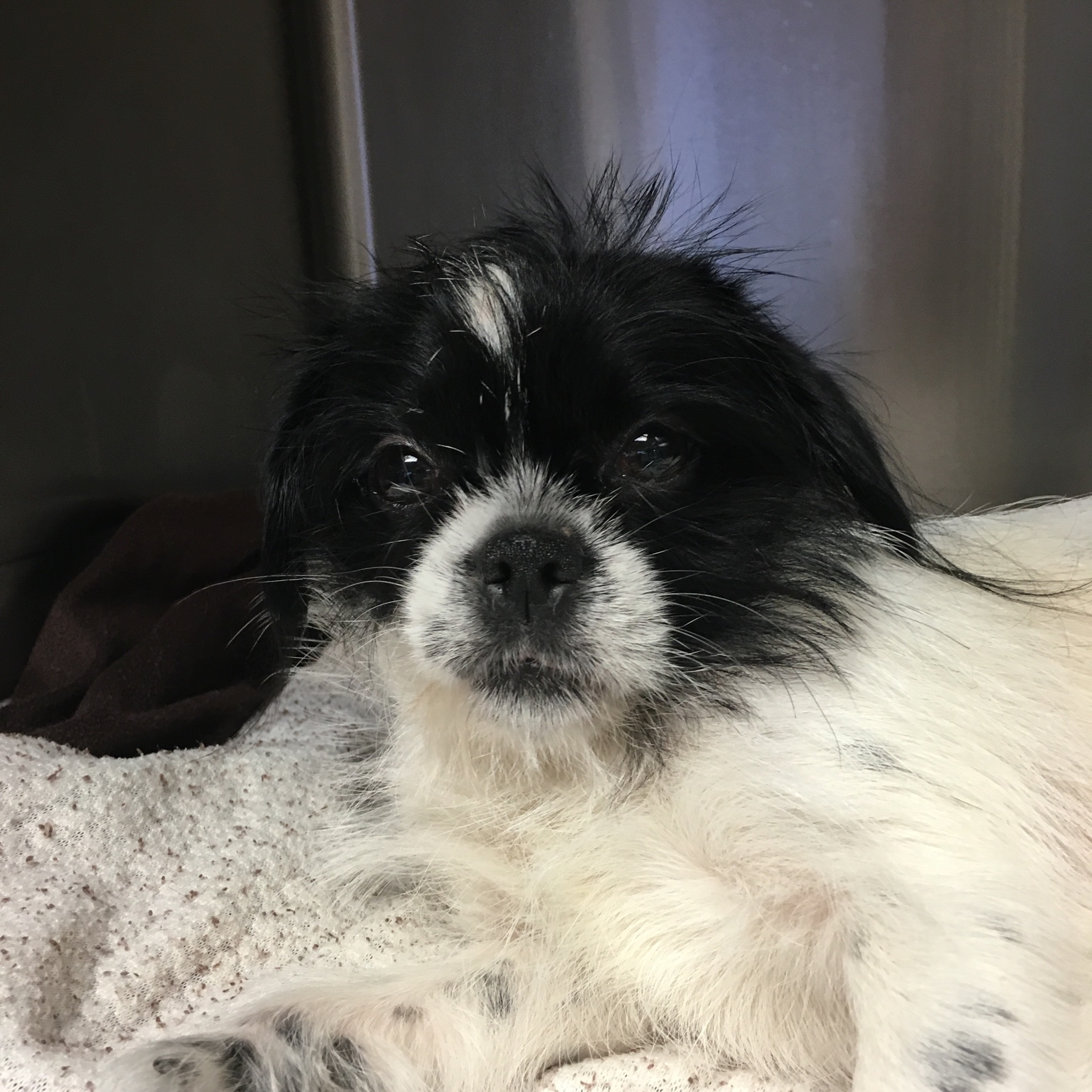 cicihurtpuppy Trinity GAP Rescue